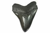 Fossil Megalodon Tooth - South Carolina #128304-1